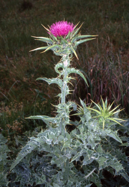 APII jpeg image of Silybum marianum  © contact APII