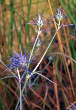 APII jpeg image of Eryngium ovinum  © contact APII
