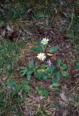 APII jpeg image of Brachyscome decipiens  © contact APII