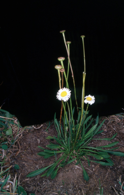 APII jpeg image of Brachyscome scapigera  © contact APII