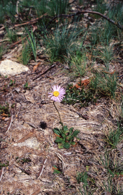 APII jpeg image of Brachyscome spathulata  © contact APII