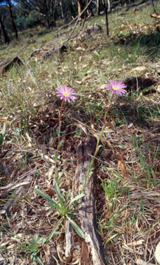 APII jpeg image of Calotis scabiosifolia var. integrifolia  © contact APII