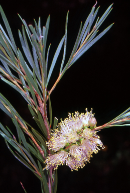 APII jpeg image of Callistemon sieberi  © contact APII