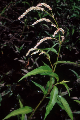 APII jpeg image of Persicaria lapathifolia  © contact APII