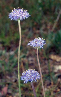 APII jpeg image of Brunonia australis  © contact APII