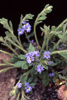 APII jpeg image of Dampiera fusca  © contact APII