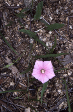 APII jpeg image of Convolvulus angustissimus subsp. angustissimus  © contact APII