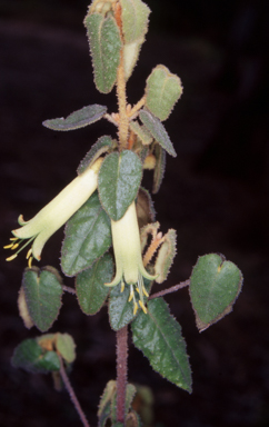 APII jpeg image of Correa reflexa var. reflexa  © contact APII