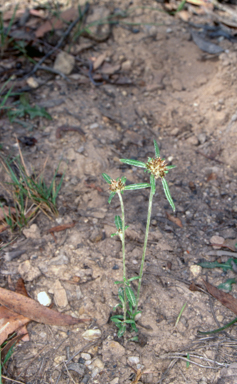 APII jpeg image of Euchiton involucratus  © contact APII