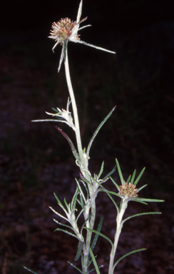 APII jpeg image of Euchiton sphaericus  © contact APII