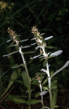 APII jpeg image of Gamochaeta coarctata  © contact APII