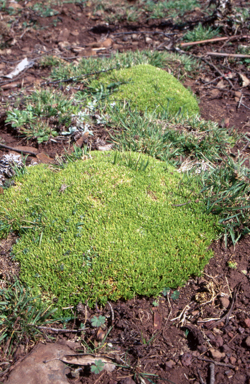 APII jpeg image of Scleranthus biflorus  © contact APII