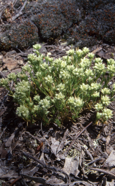 APII jpeg image of Scleranthus diander  © contact APII