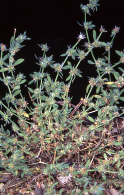 APII jpeg image of Paronychia brasiliana  © contact APII