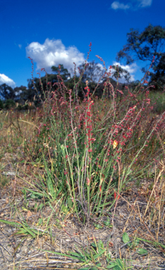 APII jpeg image of Gonocarpus tetragynus  © contact APII