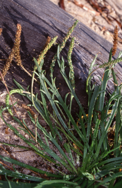 APII jpeg image of Plantago coronopus subsp. commutata  © contact APII
