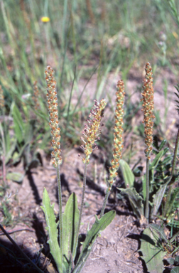 APII jpeg image of Plantago varia  © contact APII