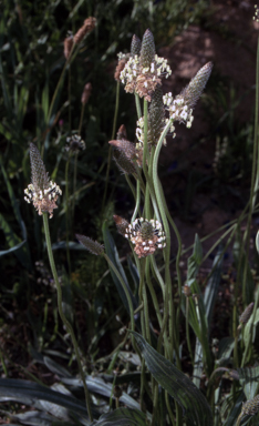APII jpeg image of Plantago lanceolata  © contact APII