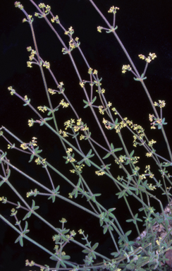 APII jpeg image of Galium ciliare subsp. ciliare  © contact APII