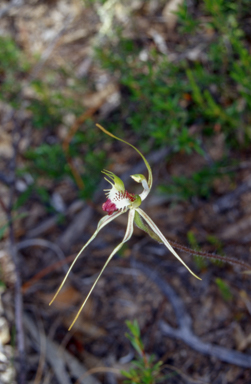 APII jpeg image of Caladenia atrovespa  © contact APII
