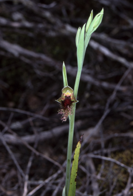 APII jpeg image of Calochilus robertsonii  © contact APII