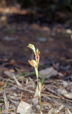 APII jpeg image of Pterostylis aciculiformis  © contact APII