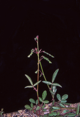 APII jpeg image of Desmodium varians  © contact APII