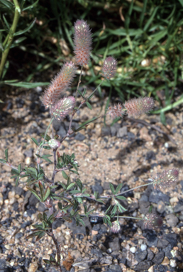 APII jpeg image of Trifolium arvense  © contact APII