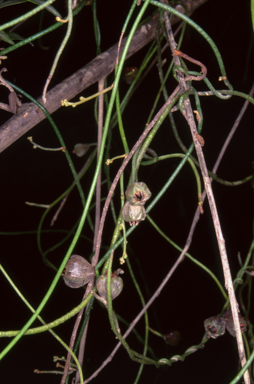 APII jpeg image of Cassytha pubescens  © contact APII