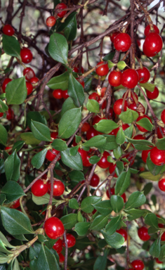 APII jpeg image of Coprosma hirtella  © contact APII