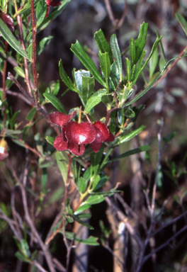 APII jpeg image of Dodonaea viscosa  © contact APII
