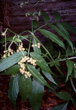 APII jpeg image of Sambucus gaudichaudiana  © contact APII