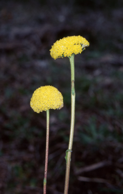 APII jpeg image of Craspedia canens  © contact APII