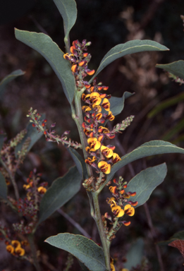 APII jpeg image of Daviesia latifolia  © contact APII