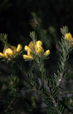 APII jpeg image of Phyllota phylicoides  © contact APII