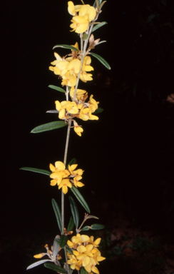 APII jpeg image of Oxylobium arborescens  © contact APII