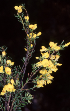 APII jpeg image of Pultenaea altissima  © contact APII