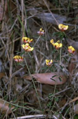 APII jpeg image of Pultenaea linophylla  © contact APII