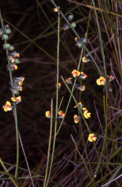 APII jpeg image of Sphaerolobium vimineum  © contact APII