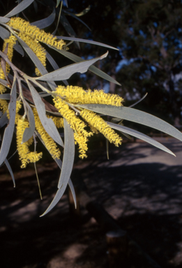 APII jpeg image of Acacia binervia  © contact APII