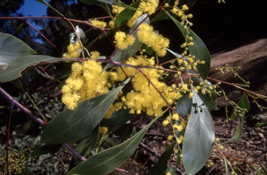 APII jpeg image of Acacia pedina  © contact APII