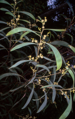 APII jpeg image of Acacia falcata  © contact APII