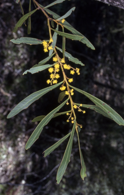 APII jpeg image of Acacia amoena  © contact APII