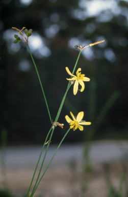 APII jpeg image of Tricoryne elatior  © contact APII