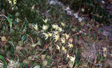 APII jpeg image of Bulbophyllum exiguum  © contact APII