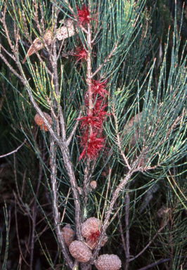 APII jpeg image of Allocasuarina nana  © contact APII