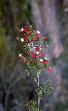 APII jpeg image of Styphelia neoanglica  © contact APII