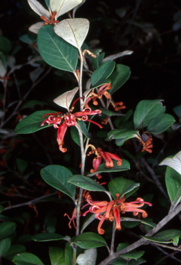 APII jpeg image of Grevillea oxyantha subsp. oxyantha  © contact APII