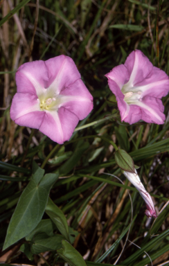 APII jpeg image of Calystegia sepium  © contact APII