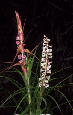 APII jpeg image of Dracophyllum secundum  © contact APII